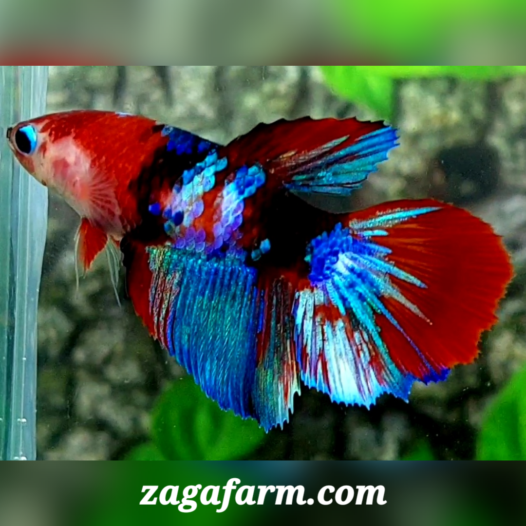 Multicolor Red Tiger Galaxy Halfmoon Female For Sorority / Breed