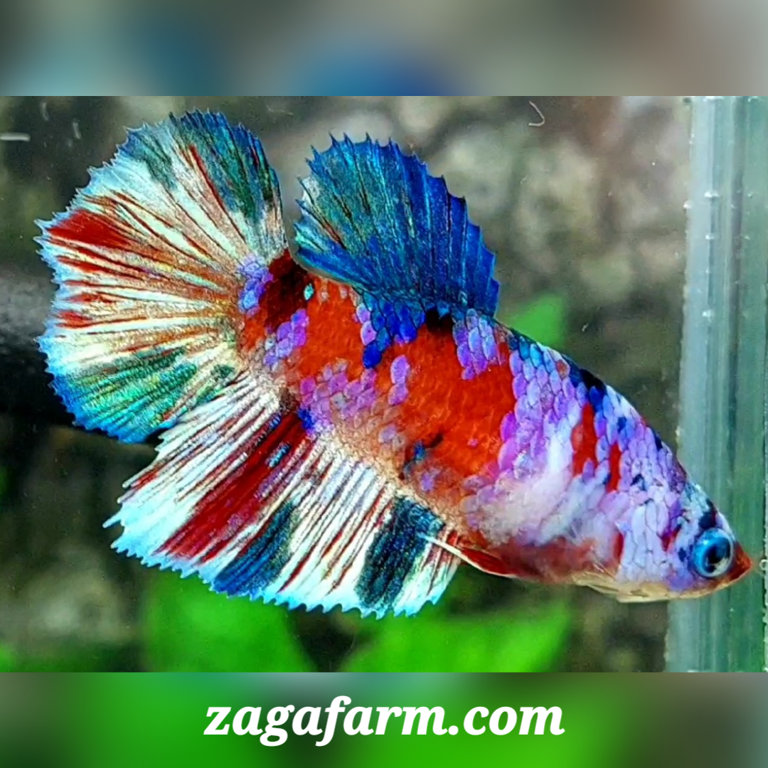 Red Purple Barongsai Lion Dance Halfmoon Female For Sorority / Breed