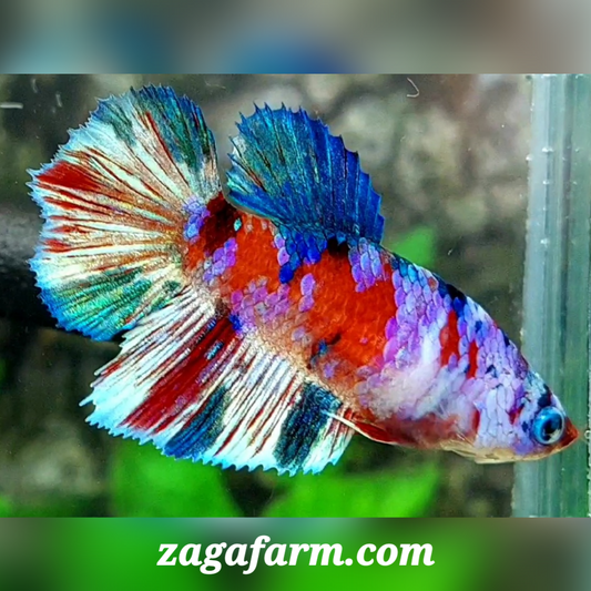 Red Purple Barongsai Lion Dance Halfmoon Female For Sorority / Breed