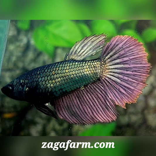 Copper Purple Halfmoon Female For Sorority / Breed