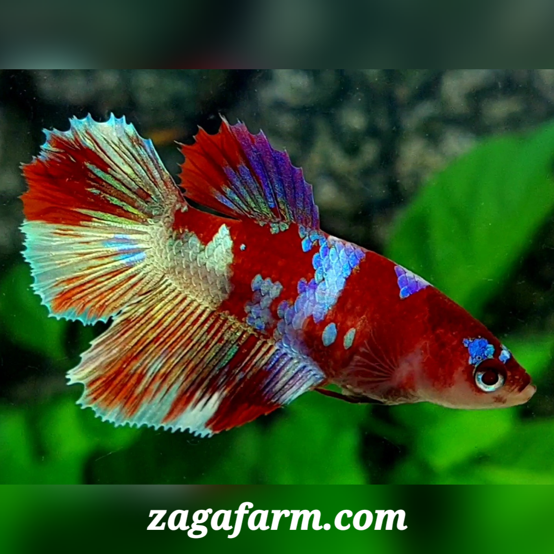 Red Barongsai Lion Dance Halfmoon Female For Sorority / Breed