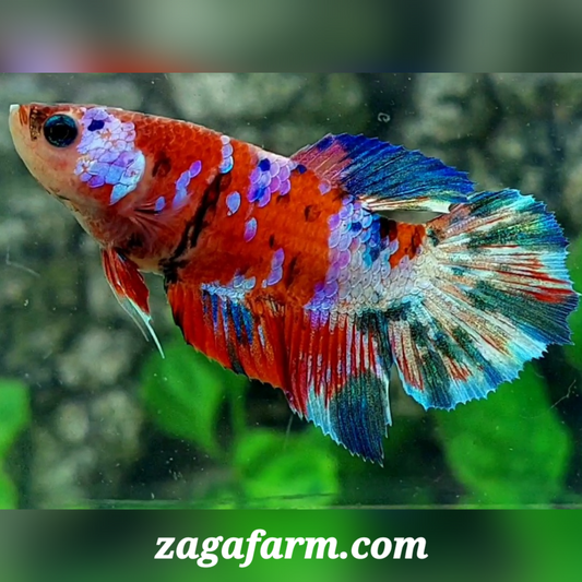 Multicolor Red Galaxy Halfmoon Female For Sorority / Breed