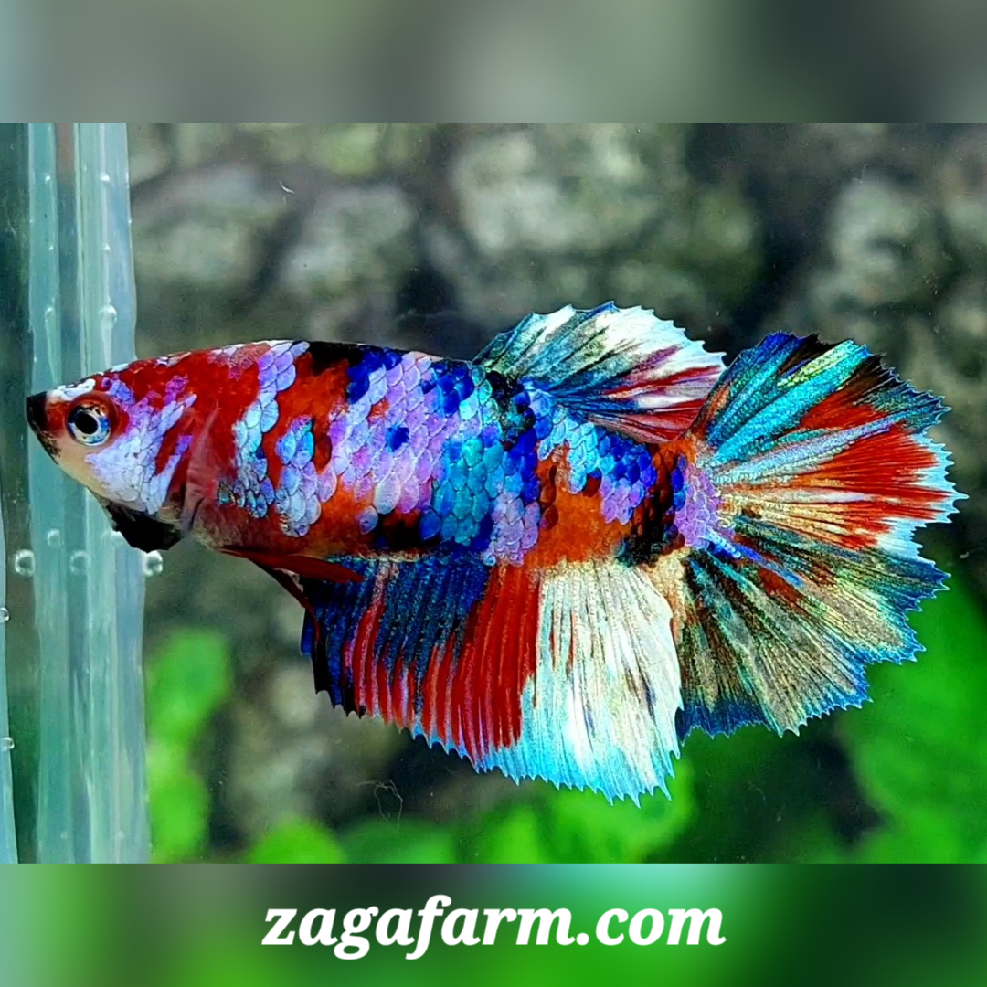 Multicolor Red Galaxy Halfmoon Female For Sorority / Breed