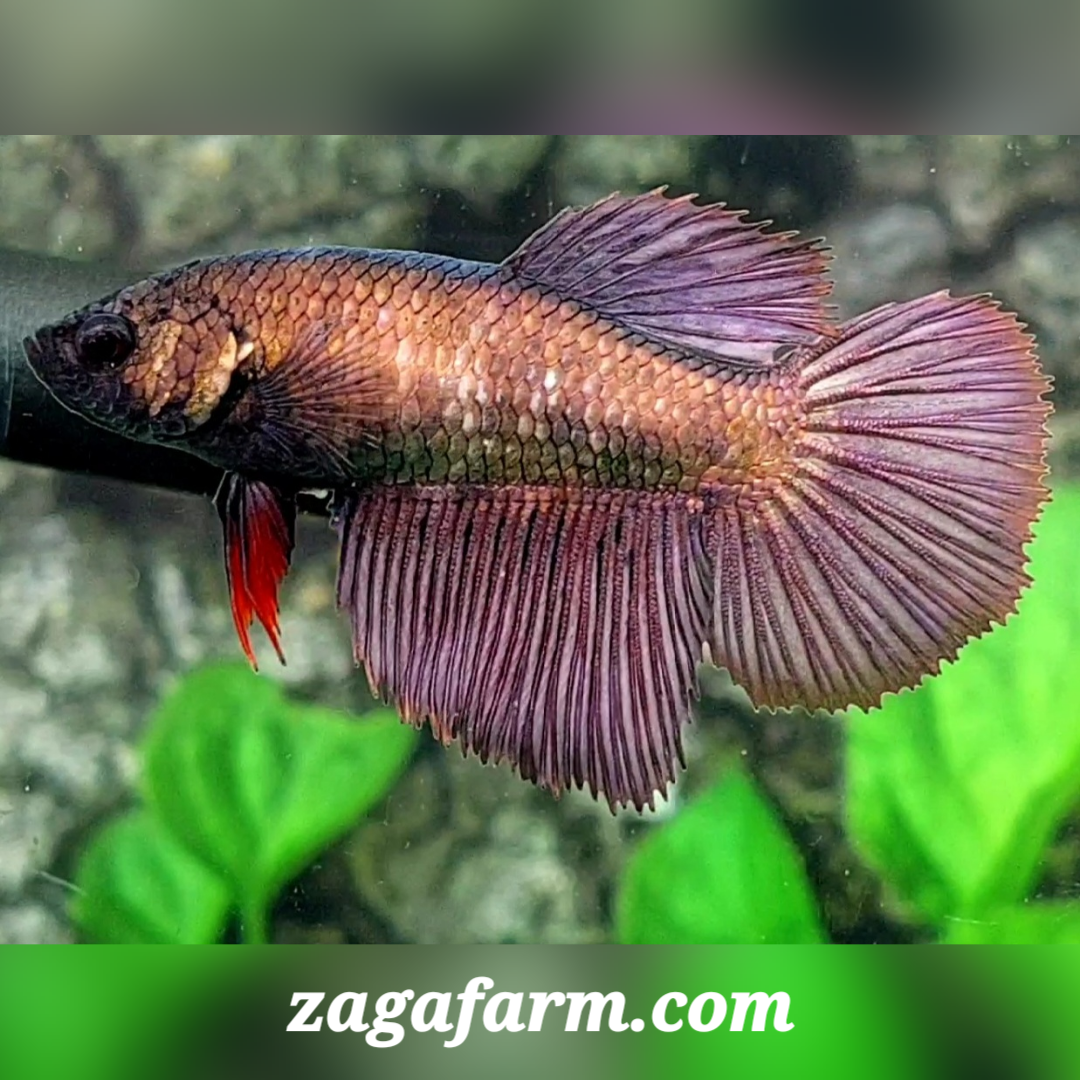 Copper Purple Halfmoon Female For Sorority / Breed