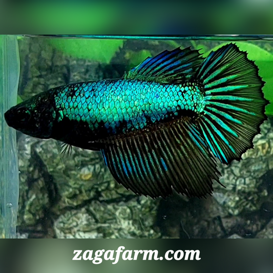 Green Black Orchid Halfmoon Female For Sorority / Breed