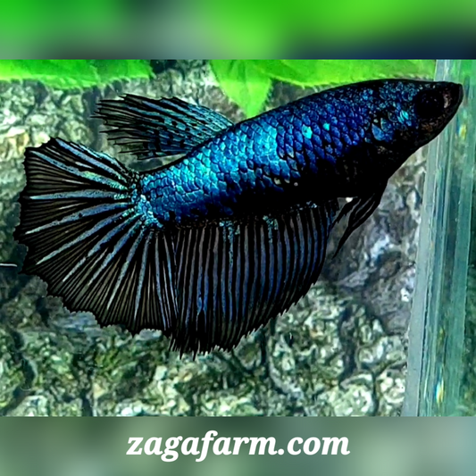 Blue Steel Black Orchid Halfmoon Female For Sorority / Breed