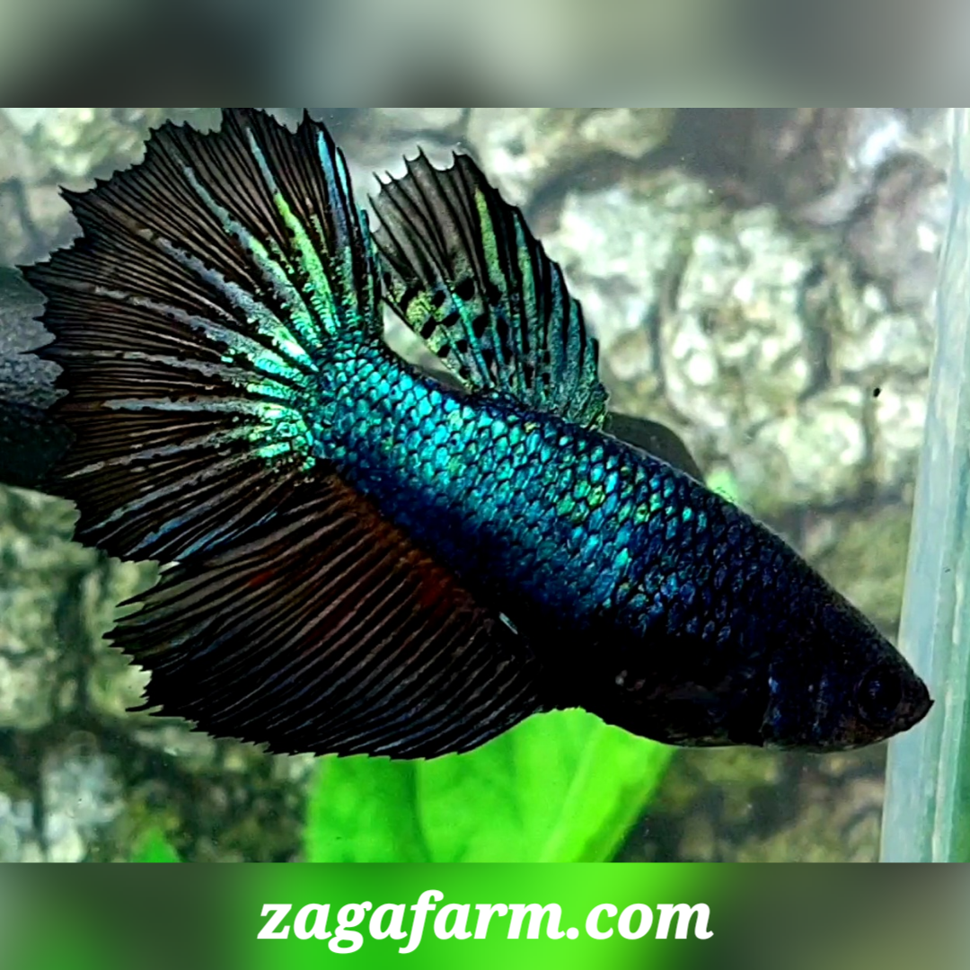 Green Black Orchid Halfmoon Female For Sorority / Breed