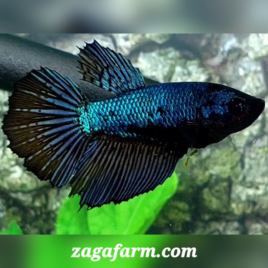 Blue Steel Black Orchid Halfmoon Female For Sorority / Breed