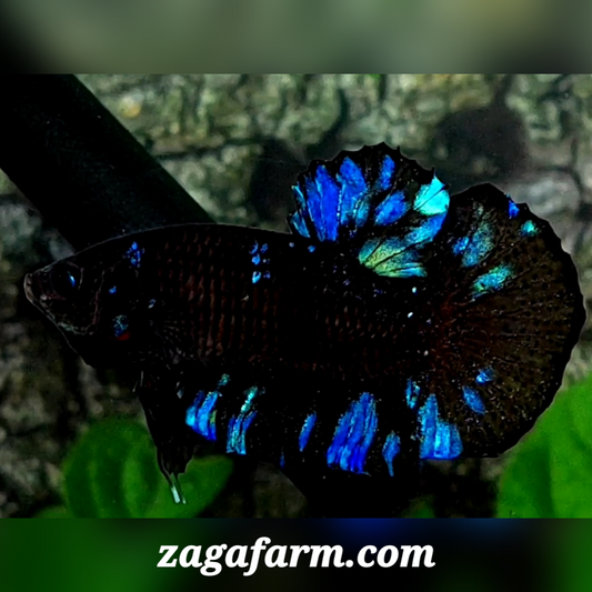 Blackstar Blue Nebula HMPK Male