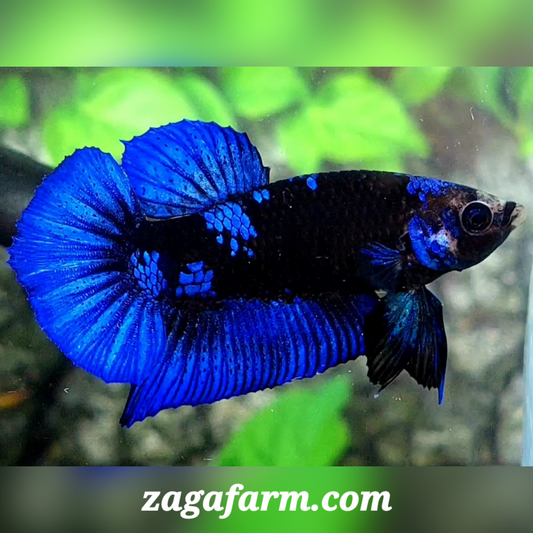 Blue Black Galaxy HMPK Male