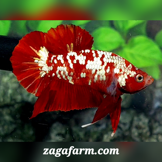 Red White Gold Galaxy HMPK Male