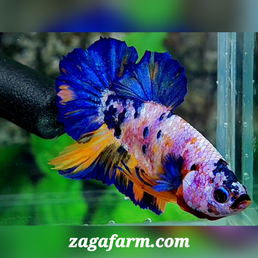 Multicolor Pink Blue Candy HMPK Male