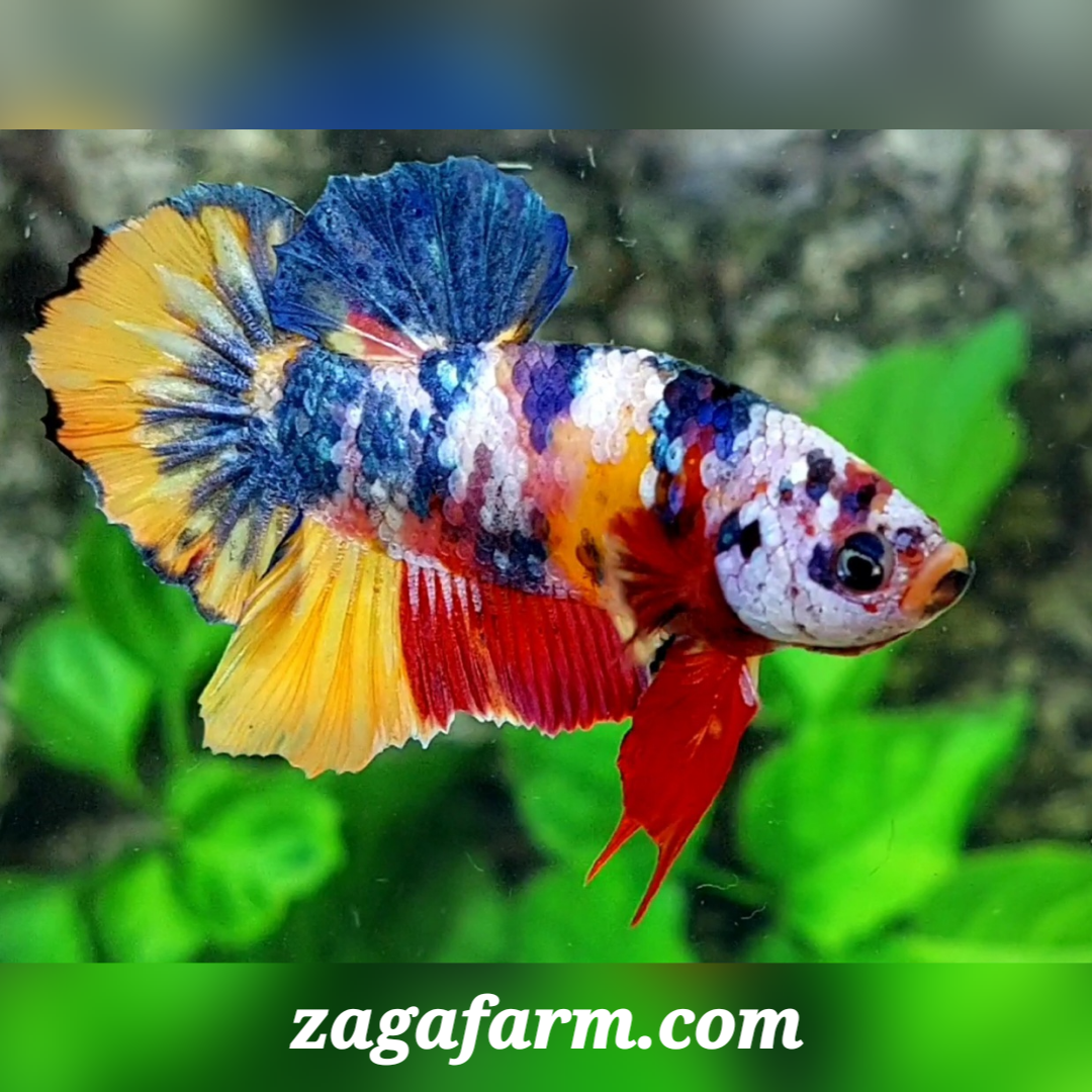 Multicolor Yellowbase Galaxy HMPK Male