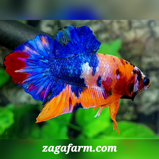 Multicolor Candy Spade Tail HMPK Male