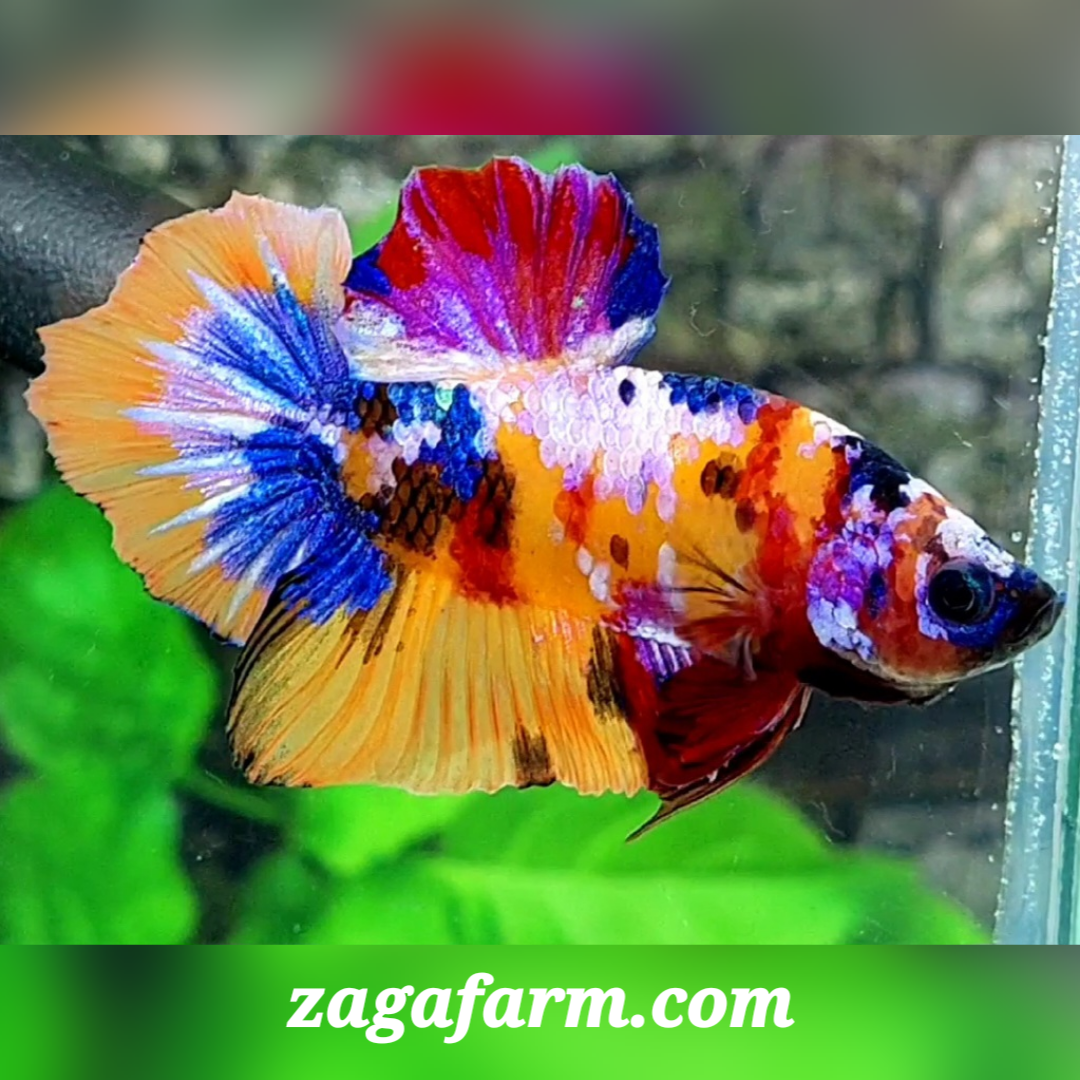 Multicolor Yellowbase Galaxy HMPK Male