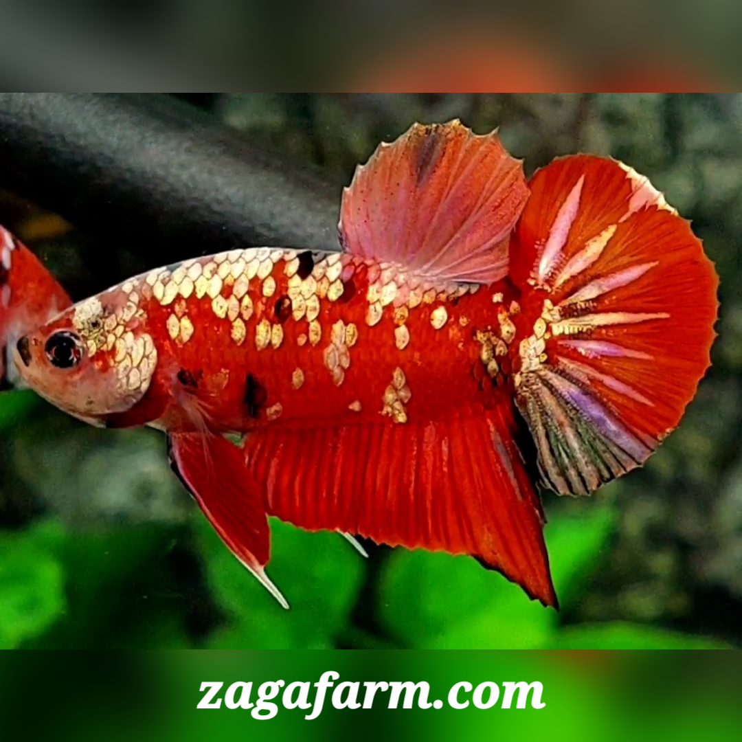 Red Tiger Gold Galaxy HMPK Male