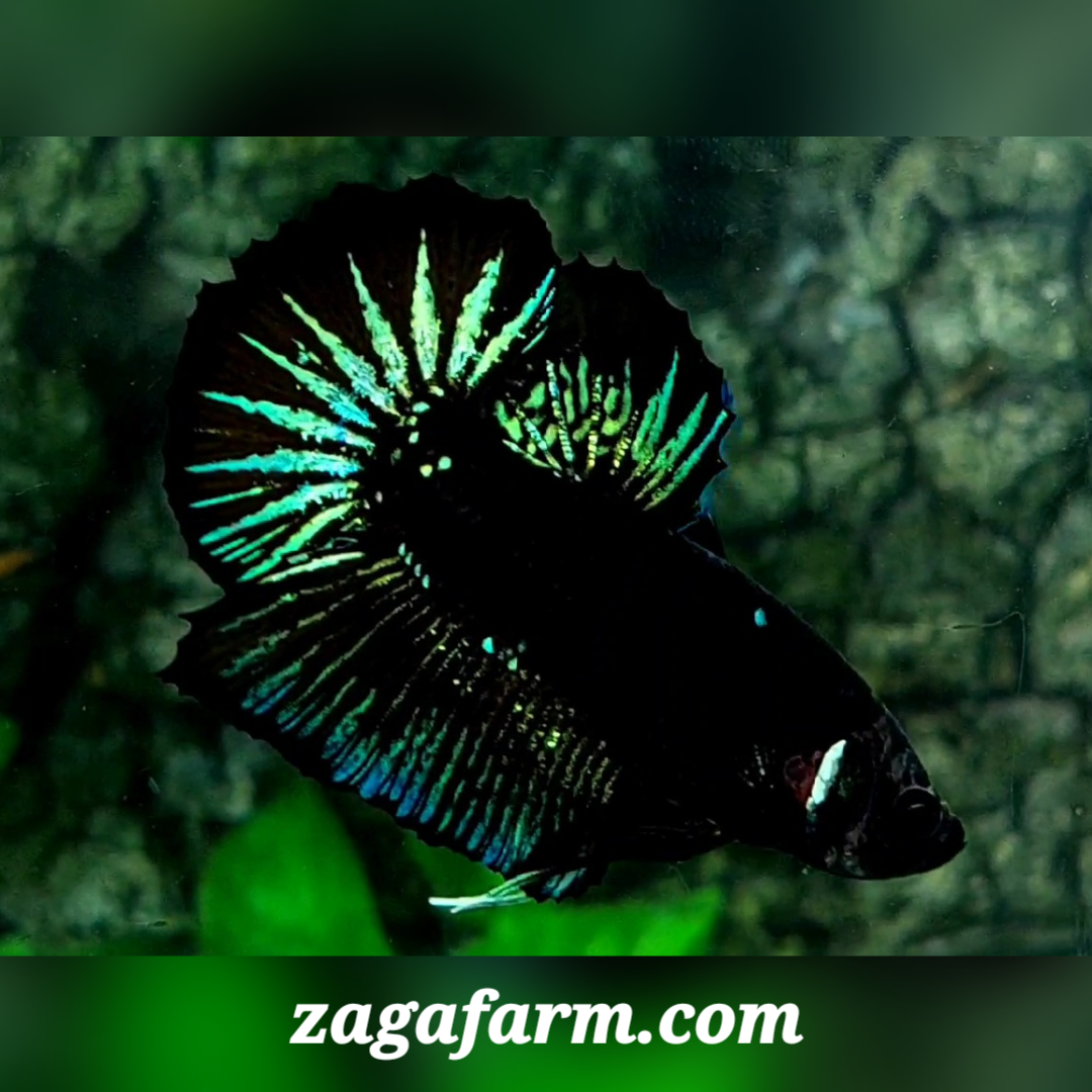 Startail Black Green Light HMPK Male