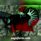 Startail Black Red Galaxy HMPK Male