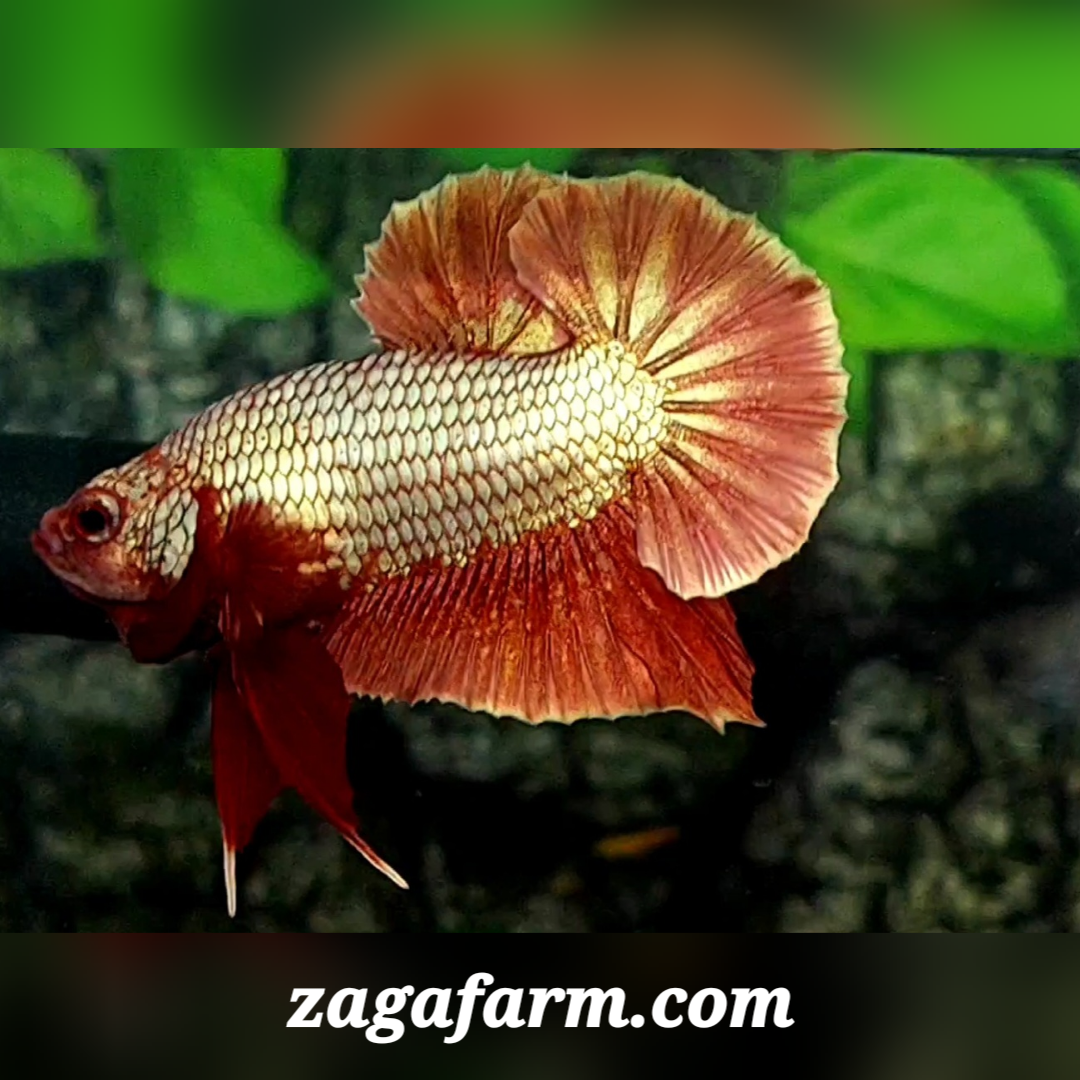 Golden Red Over HMPK Male