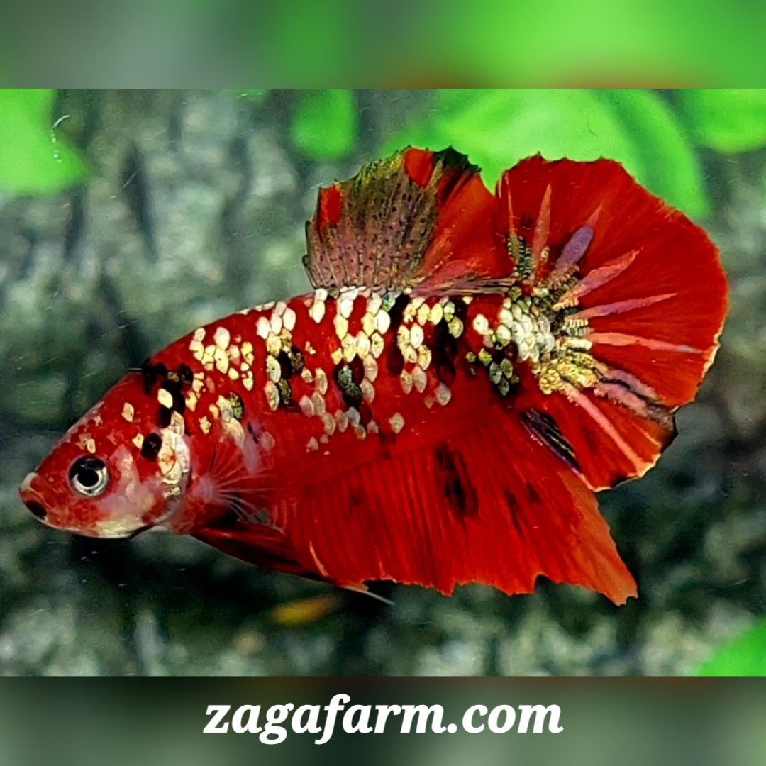 Red Tiger Gold Galaxy HMPK Male