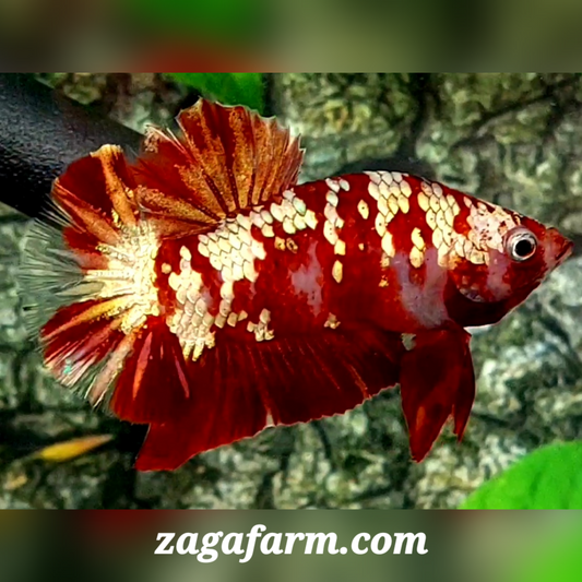 Red Koi Gold Galaxy HMPK Male