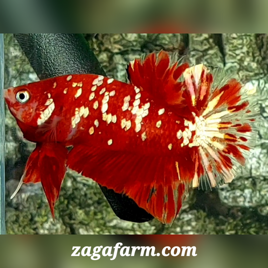 Red Koi Gold Galaxy HMPK Male