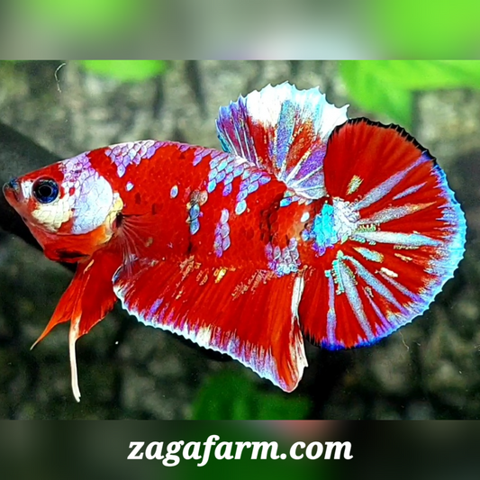 Red Purple Galaxy HMPK Male