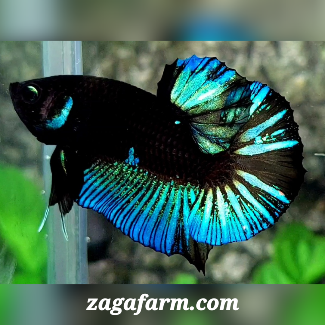 Light Blue Black Startail HMPK Male