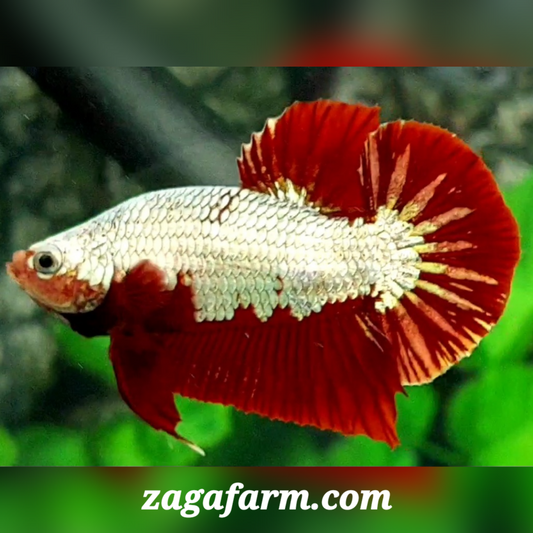 Red Dragon Gold Startail HMPK Male