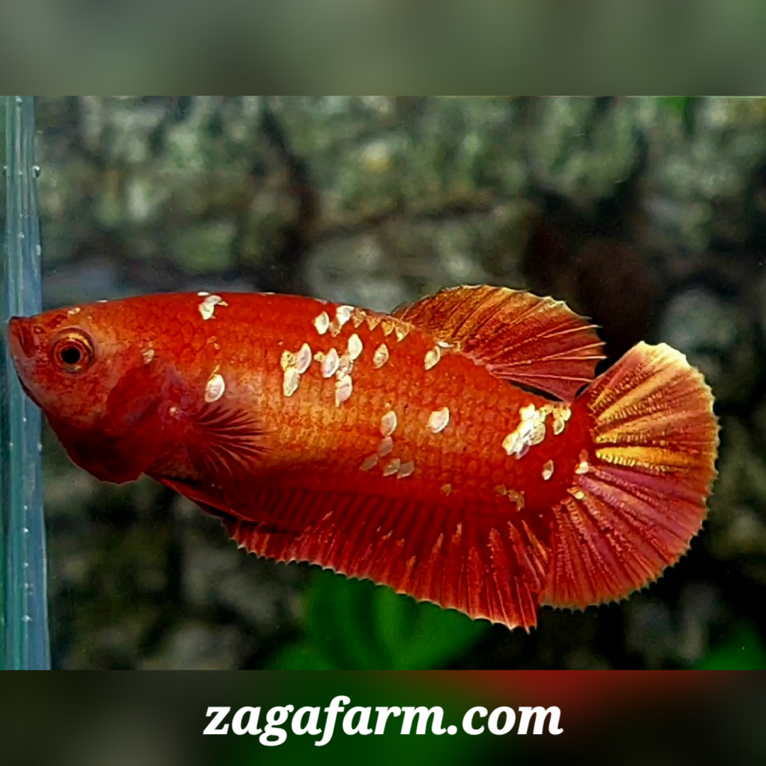 Red Gold Galaxy HMPK Female For Sorority / Breed