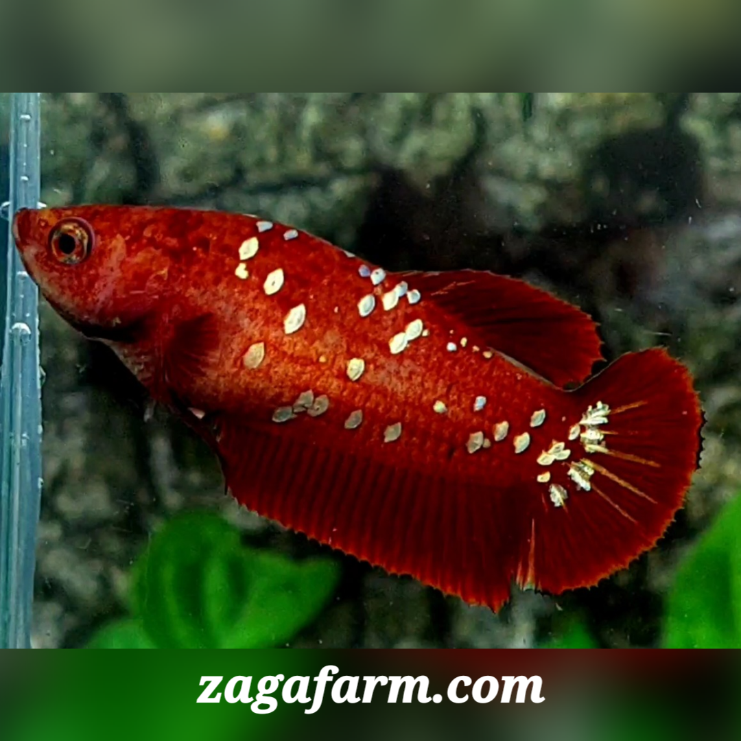 Red Gold Galaxy HMPK Female For Sorority / Breed