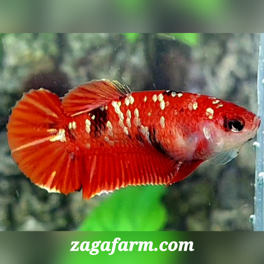 Red Tiger Gold Galaxy HMPK Female For Sorority / Breed