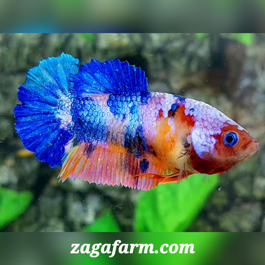 Multicolor Candy HMPK Female For Sorority / Breed