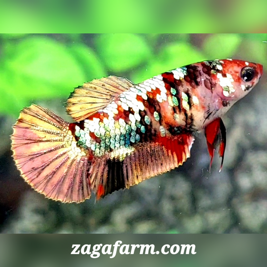 Koi Copper Gold Galaxy HMPK Female For Sorority / Breed