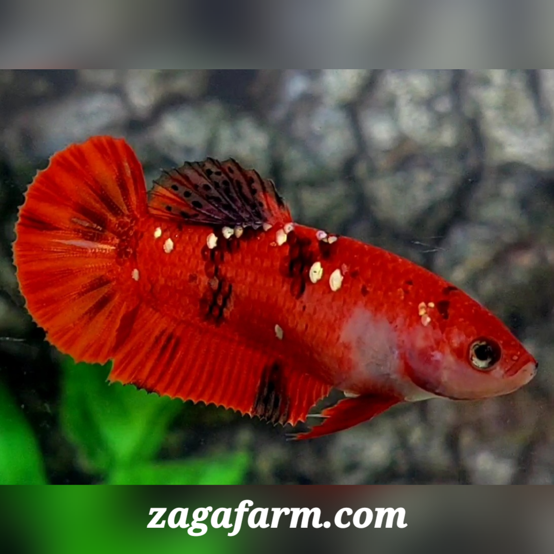 Red Tiger Gold Galaxy HMPK Female For Sorority / Breed