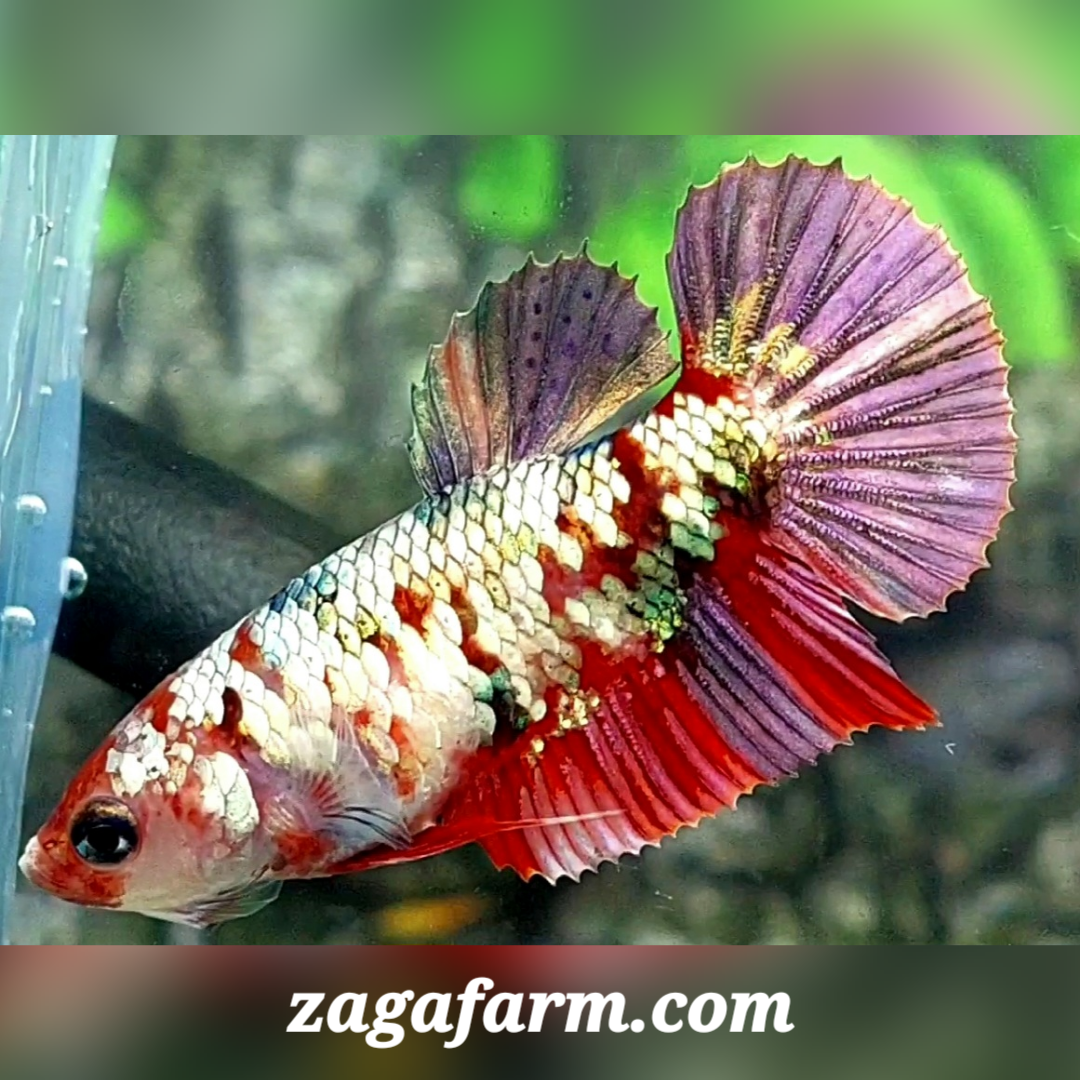 Koi Copper Purple Galaxy HMPK Female For Sorority / Breed