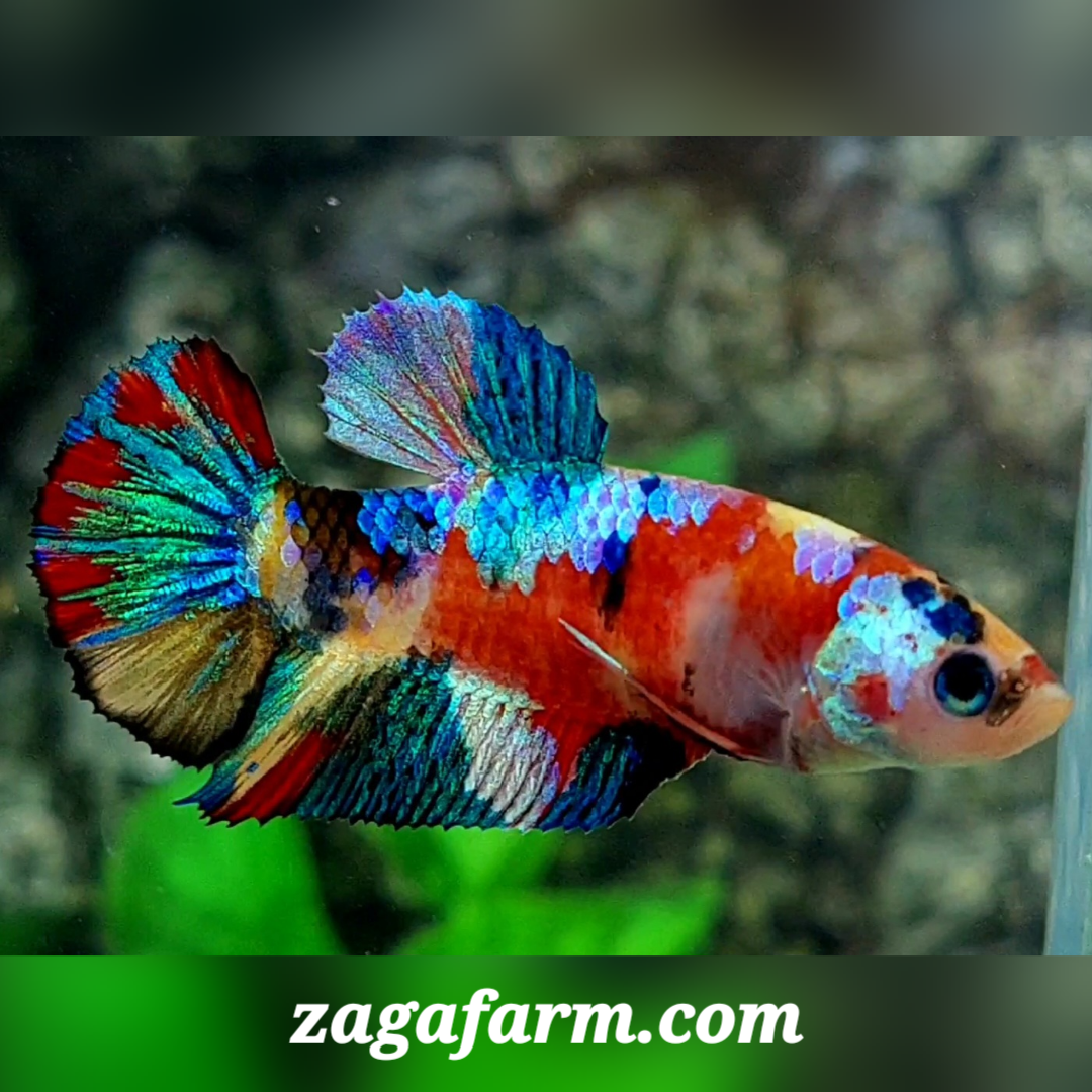 Multicolor Galaxy HMPK Female For Sorority / Breed