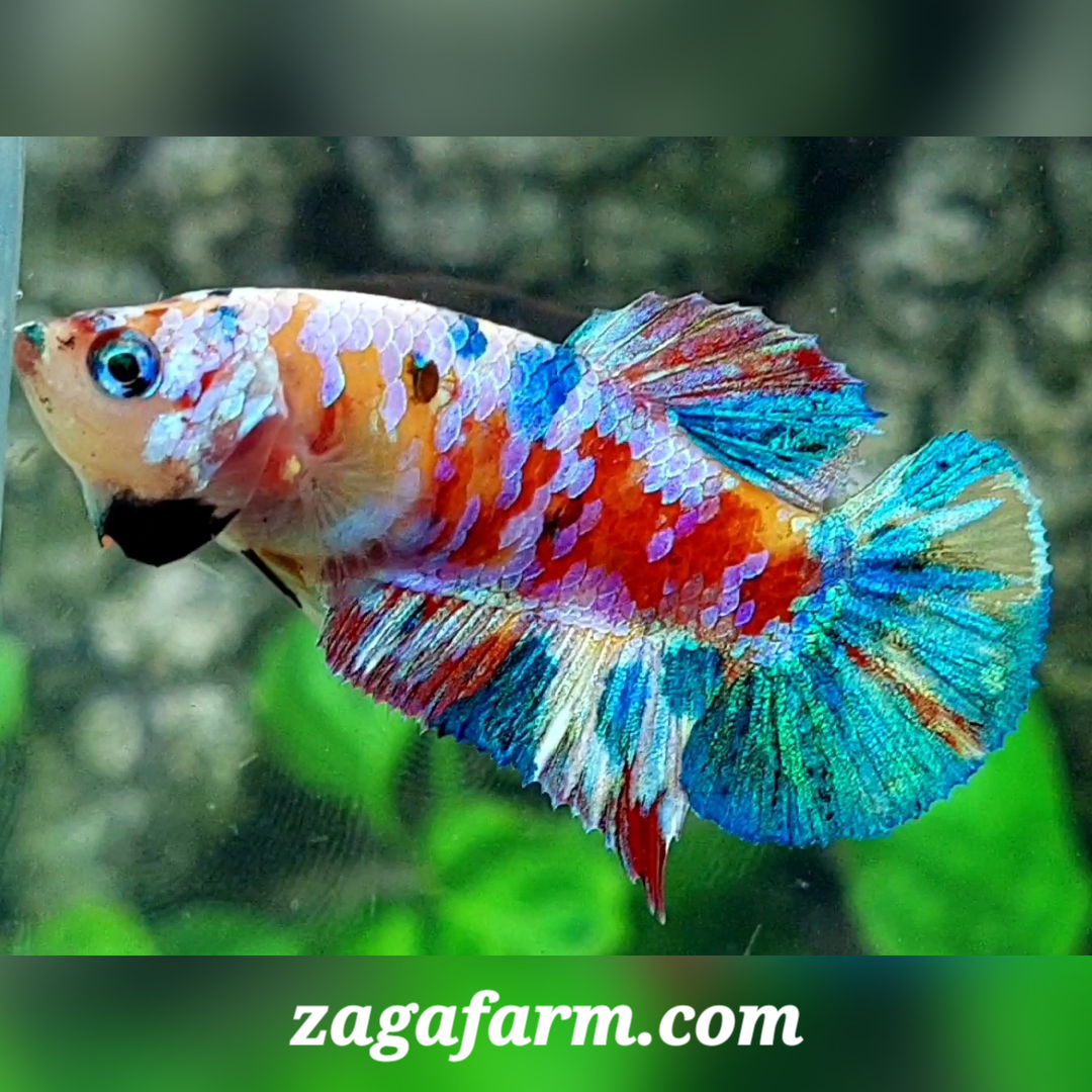 Multicolor Yellowbase Galaxy HMPK Female For Sorority / Breed