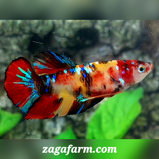 Multicolor Yellowbase Galaxy HMPK Female For Sorority / Breed