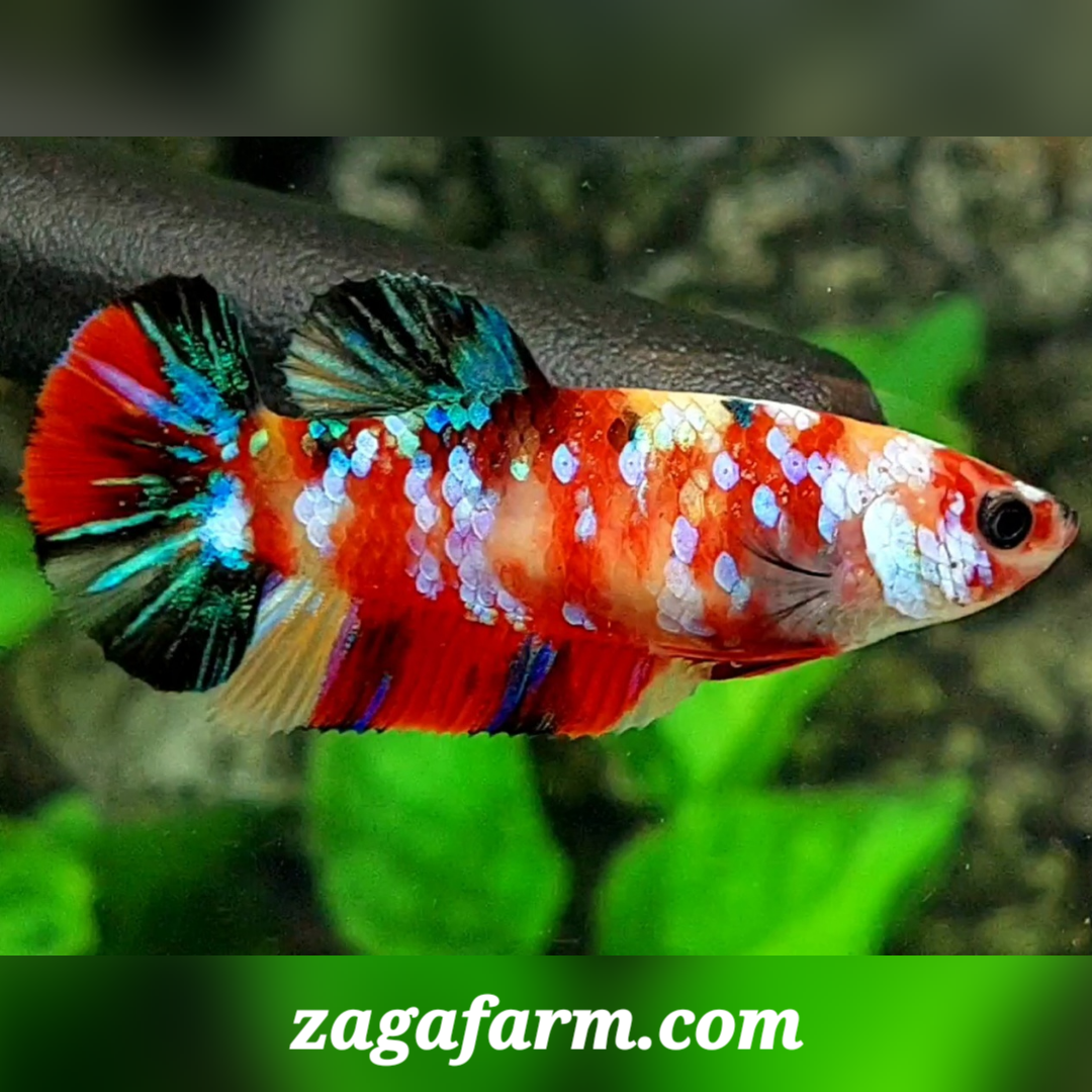 Multicolor Galaxy HMPK Female For Sorority / Breed