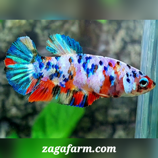 Multicolor Galaxy HMPK Female For Sorority / Breed