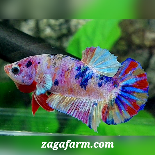 Multicolor Pink Candy HMPK Female For Sorority / Breed