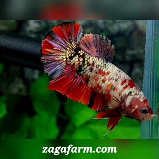 Red Koi Copper Purple Galaxy HMPK Female For Sorority / Breed