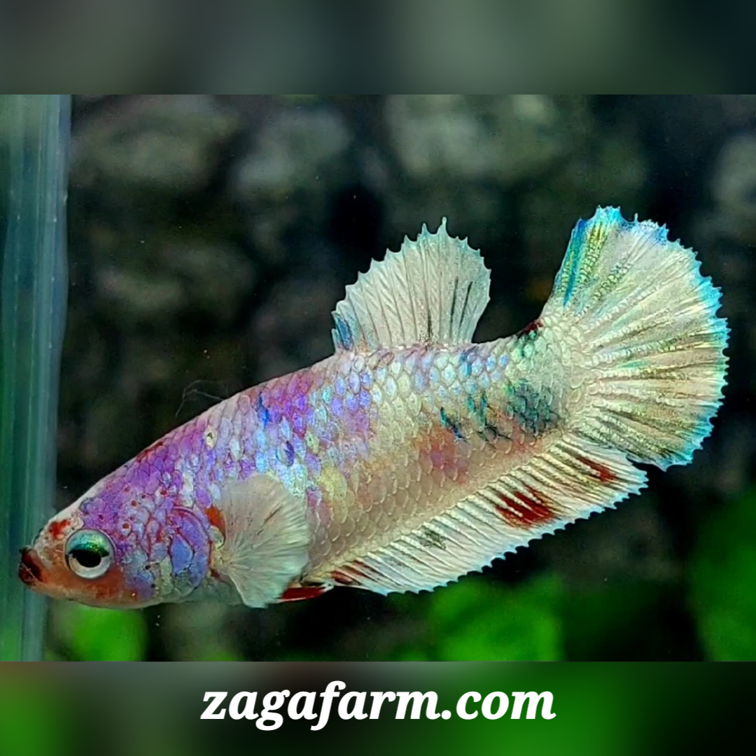 Purple Platinum Barongsai HMPK Female For Sorority / Breed