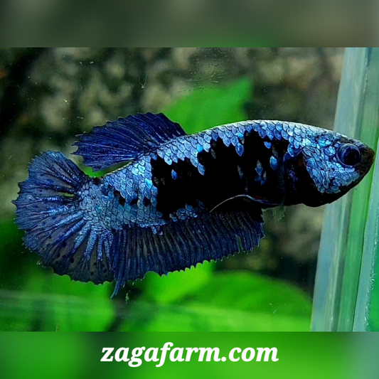 Avatar Grey HMPK Female For Sorority / Breed