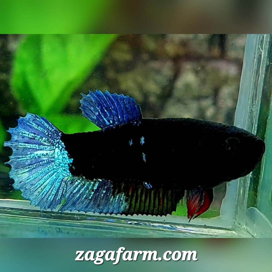 Steel Blue Black Light HMPK Female For Sorority / Breed