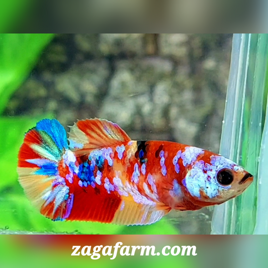 Multicolor Galaxy HMPK Female For Sorority / Breed