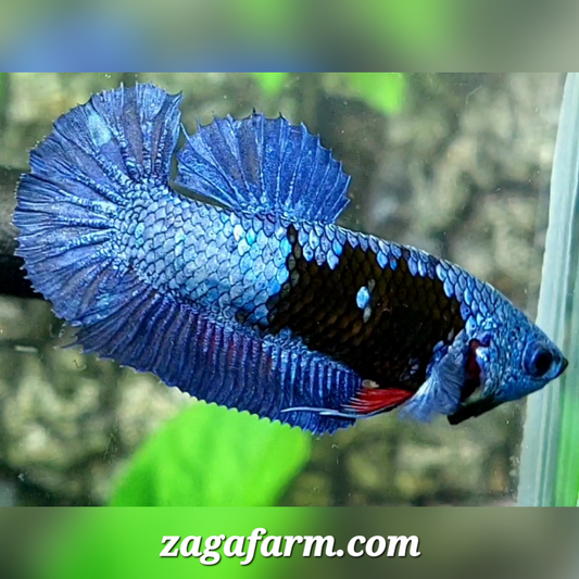 Avatar Grey HMPK Female For Sorority / Breed