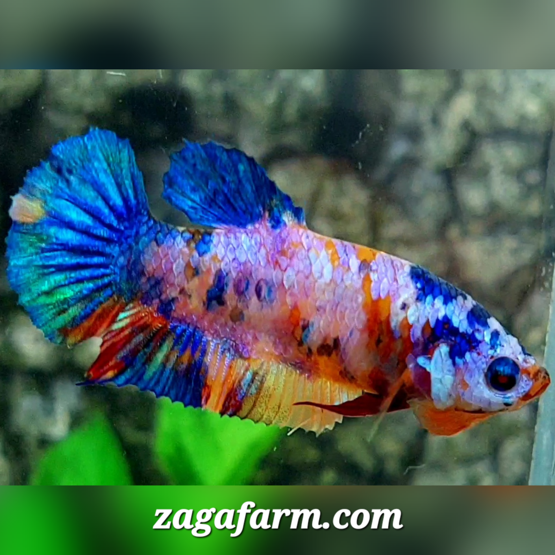 Multicolor Galaxy HMPK Female For Sorority / Breed