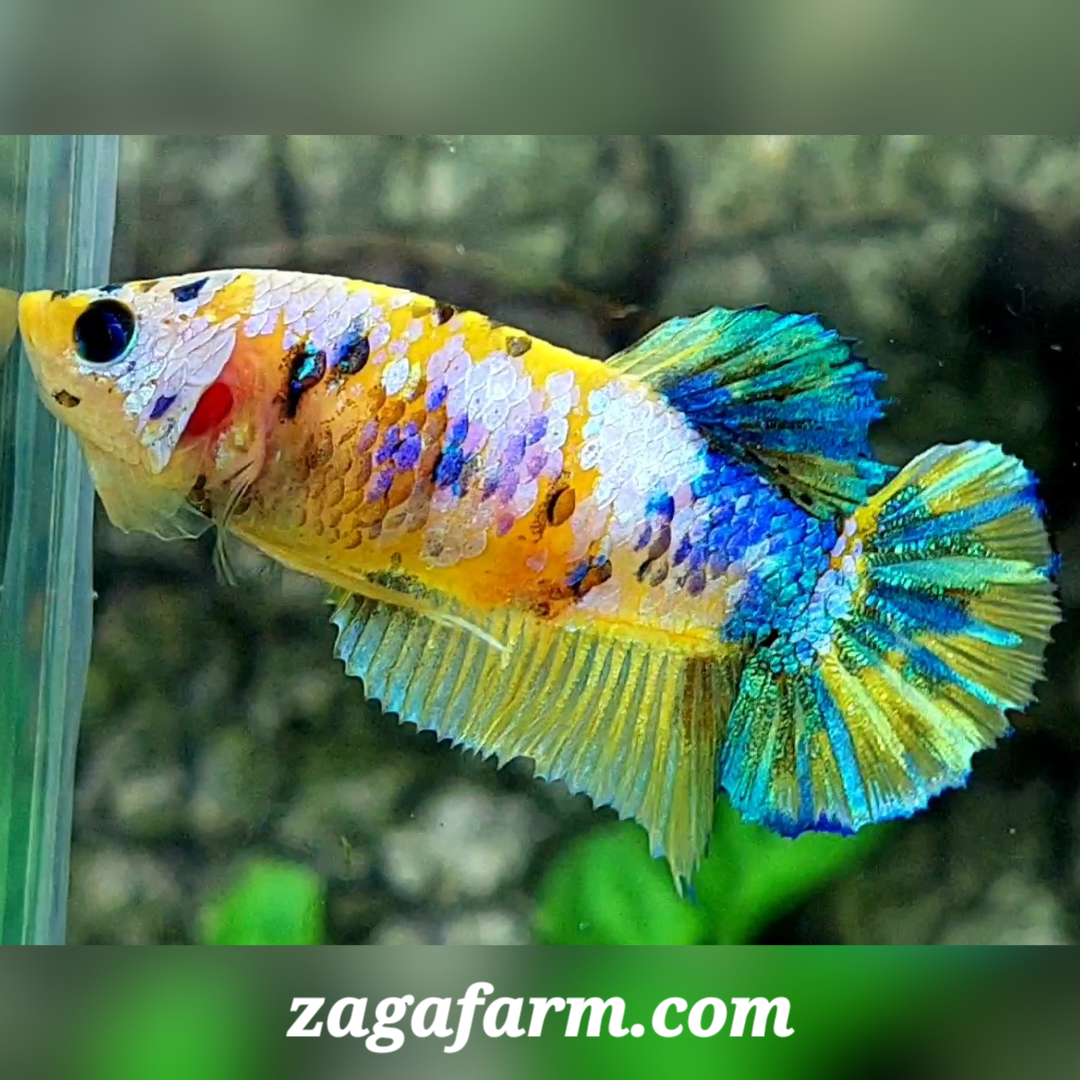 Yellow Pink Galaxy HMPK Female For Sorority / Breed